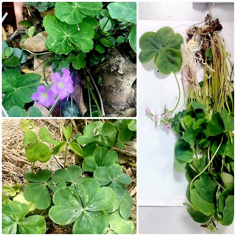 Cảnh báo về a xít gây độc trong cây me đất - Ảnh 1.