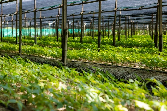 Sâm Việt Nam phát triển mạnh mẽ