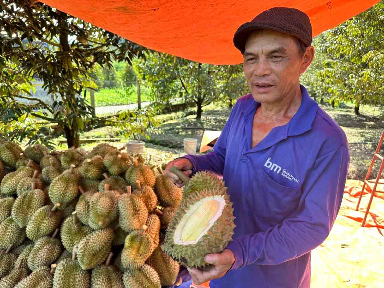Sầu riêng - Trái cây tỷ USD đang hồi sinh - Ảnh 1.