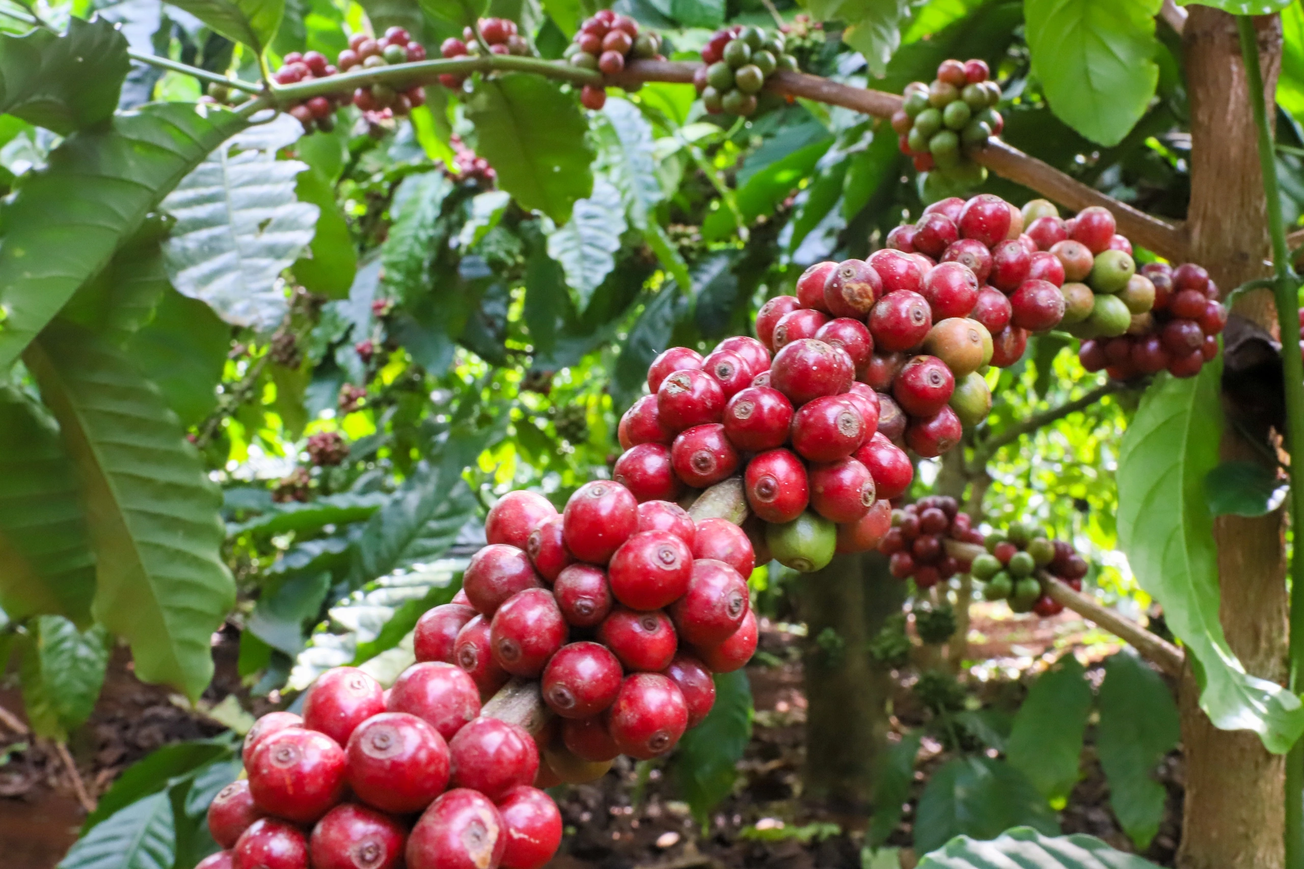 Cà phê Brazil chuyển hướng sang Trung Quốc